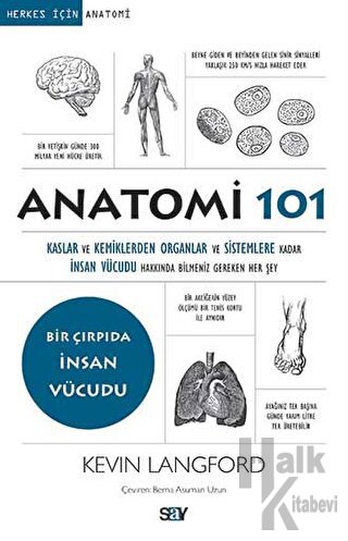 Anatomi 101