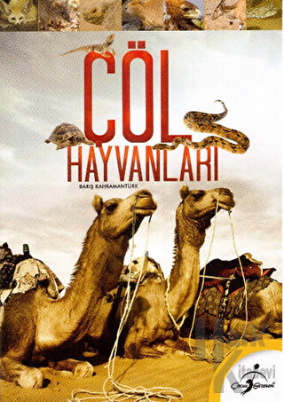 Çöl Hayvanları