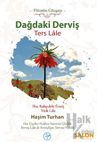 Dağdaki Derviş Ters Lale